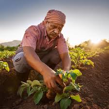 La pénurie d’ouvriers agricoles s’impose comme un défi majeur pour l’agriculture marocaine et affecte la compétitivité nationale.