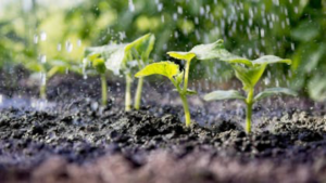 Produire davantage ne suffit plus. Aujourd’hui, préserver la durabilité des sols, de l’environnement et de l’écosystème constitue un défi majeur. Et, dans un contexte où l’intensification agricole a souvent fragilisé les terres, promouvoir des pratiques respectueuses de l’environnement devient une priorité.