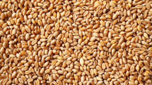 L'équilibre des marchés agricoles mondiaux se joue aujourd’hui autour de nouvelles perspectives de production et de stocks. Les derniers rapports du Département américain de l’agriculture (USDA) dessinent une campagne 2025-2026 abondante, avec des productions record et des stocks supérieurs aux attentes pour le blé, le maïs et le soja.