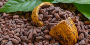 Du 26 au 28 mars 2026, Yaoundé vibrera au rythme du Cocoa & Coffee Festival, un événement phare qui célèbre le cacao et le café camerounais.