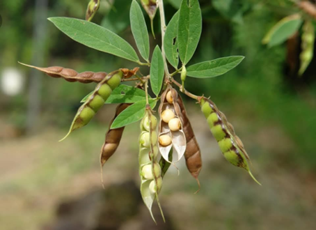 Face à cette réalité, des alternatives naturelles émergent : fabrication de compost, adoption de pratiques agroécologiques, utilisation de plantes fertilisantes. Parmi ces solutions simples et efficaces figure le Cajanus cajan, une légumineuse aux multiples vertus.
