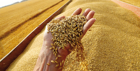 Malgré une fin d’année 2025 marquée par une pluviométrie déficitaire, la production agricole au Bénin affiche des résultats jugés satisfaisants. Les conditions climatiques favorables observées plus tôt ont soutenu les cultures, alors que les marchés agricoles restent marqués par des prix élevés, avec des conséquences sur l’alimentation des ménages.