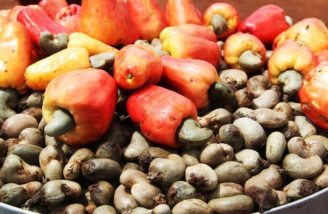 La 10ᵉ campagne de commercialisation de la noix de cajou au Togo a été lancée. Réunis pour le lancement officiel de cette 10ᵉ édition, les acteurs de la filière ont arrêté le prix plancher bord champ à 350 F CFA le kilogramme, contre 425 F CFA/kg en 2025. Une baisse de 75 francs CFA qui suscite déjà commentaires et interrogations au sein des bassins de production.