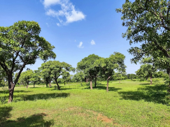 Au Bénin, la gestion des parcs à karité entre dans une nouvelle ère. Désormais, chaque parc et chaque arbre pourront être géolocalisés et rattachés aux coopératives de productrices, dans le strict respect du consentement et de la confidentialité des données.