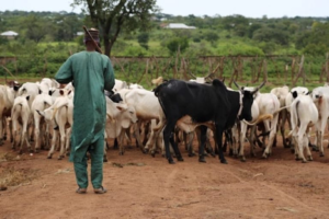 Le changement climatique ne touche pas uniquement les champs. Il met également sous pression l’élevage, un secteur central dans l’économie et la vie sociale de nombreux pays africains. D’après un rapport publié le 9 février par le Potsdam Institute for Climate Impact Research (PIK), l’Afrique pourrait perdre jusqu’à 65 % de ses surfaces de pâturage d’ici 2100 si les émissions mondiales de gaz à effet de serre continuent d’augmenter. Un potentiel choc pour la sécurité alimentaire et les revenus de millions de familles rurales.
