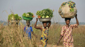 Au début de chaque campagne agricole, les femmes rurales portent une charge de travail souvent invisible mais écrasante. Entre les champs, le foyer et les corvées, leurs journées s’allongent jusqu’à l’épuisement, au prix de leur santé. Pourtant, sans cet engagement silencieux, la réussite de la saison agricole serait compromise au regard du rôle capital qu'elles jouent.