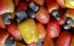 Au premier semestre 2025, les exportations agricoles de la Côte d’Ivoire montrent des tendances divergentes. Les filières classiques, telles que le cacao et le café, connaissent un recul, tandis que certaines cultures, notamment la noix de cajou, enregistrent une croissance notable. Le Rapport économique et financier annexé au projet de loi de finances 2026 souligne que le secteur primaire demeure un pilier central de la stratégie économique nationale.