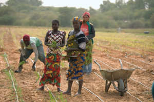 Véritables piliers de l’agriculture béninoise, les femmes assurent la majeure partie de la production alimentaire. Pourtant, leur contribution reste freinée par de nombreux obstacles liés à l'accès limité aux intrants, aux barrières foncières, aux difficultés financières et bien plus.