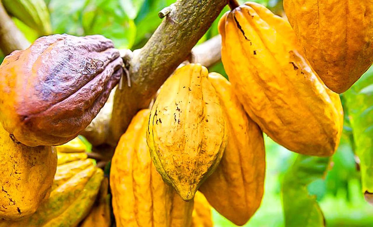 En Côte d’Ivoire, la suppression des primes du cacao relance les achats. Une mesure du Conseil du Café-Cacao pour restaurer la compétitivité à l’export.