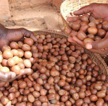 À Wa, le président ghanéen John Dramani Mahama a inauguré le 31 janvier 2026 un pôle régional de ressources consacré au karité. Ce projet vise à autonomiser plus de 7 000 femmes et créer des milliers d’emplois pour les jeunes. Il ambitionne de structurer les chaînes de valeur agricoles locales.