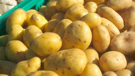 Les horticulteurs de la zone des Niayes tirent la sonnette d’alarme au Sénégal. Face à la saturation du marché par les agro-industries et aux risques de pertes pour les petits producteurs, ils réclament une suspension immédiate de la commercialisation de la pomme de terre afin de protéger leurs récoltes.