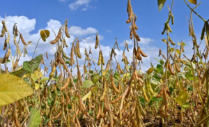 La filière soja togolaise est plongée dans une crise profonde, entre baisse des prix, tensions entre acteurs et hausse des coûts de production. Experts et parties prenantes appellent à une mobilisation collective pour rétablir la stabilité du secteur.