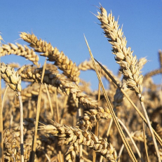 Le Cameroun a vu ses importations de blé grimper au deuxième trimestre 2025, dépassant 45 milliards de FCFA. Face à cette dépendance, le pays relance la production nationale avec la récolte de semences de base à Wassandé.