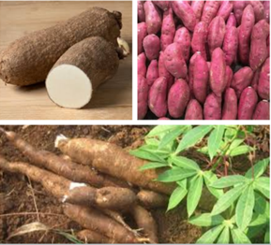 À Dassa-Zounmè, le PDCV-RT a été officiellement lancé avec l’appui de la Banque islamique de développement et de l’État béninois. Le projet vise à moderniser les filières manioc, igname et patate douce et à promouvoir l’emploi des jeunes et des femmes.