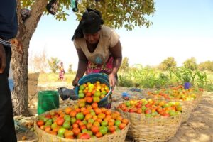 Le Burkina Faso adopte un décret interdisant aux étrangers les achats bord champ afin de protéger les producteurs locaux, organiser le marché intérieur et garantir une concurrence équitable.