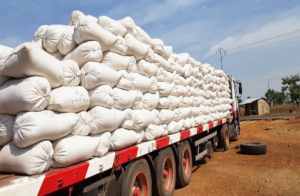 Près de deux ans après l’entrée en vigueur du décret interdisant l’exportation du soja grain au Bénin, la mesure continue de susciter débats et interrogations. Présentée comme un levier stratégique pour booster la transformation locale, elle révèle aujourd’hui des effets contrastés sur l’ensemble de la filière.