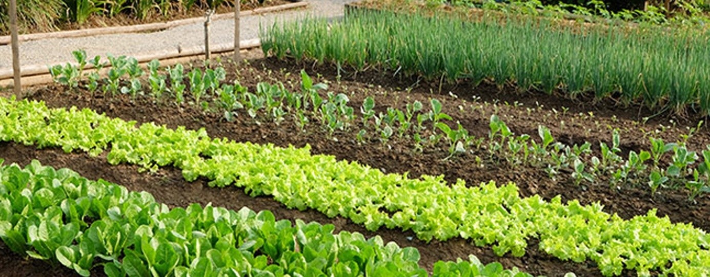 le potager familial ne doit plus être considéré comme un simple passe-temps. Il devient aujourd’hui une véritable solution de santé publique