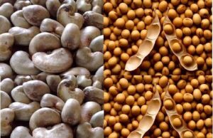 La libre fixation des prix du soja et du cajou pour la campagne 2025-2026 au Bénin soulève des interrogations : avancée vers la libéralisation du marché ou risque de déséquilibre au détriment des producteurs ?