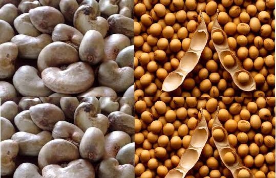 La libre fixation des prix du soja et du cajou pour la campagne 2025-2026 au Bénin soulève des interrogations : avancée vers la libéralisation du marché ou risque de déséquilibre au détriment des producteurs ?