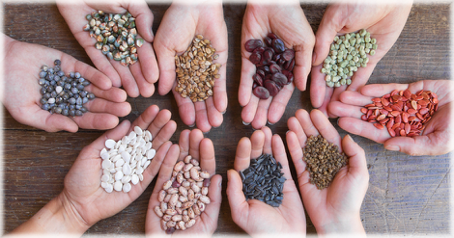 Du 11 au 13 février 2026, Abidjan a accueilli un atelier sur le secteur semencier en Afrique de l’Ouest. Le CORAF et ses partenaires ont réuni des experts pour réfléchir à une stratégie capable d’améliorer la qualité, la disponibilité et la distribution des semences. L’objectif est de renforcer le secteur semencier en Afrique de l’Ouest et de soutenir la sécurité alimentaire.