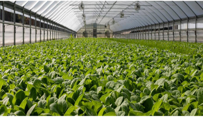 Le Sénégal renforce sa filière horticole en lançant un projet de stockage et de conservation visant à réduire les pertes post-récolte, estimées entre 30 et 40 % de la production nationale. Cette initiative prévoit la construction d’entrepôts modernes et la création de milliers d’emplois directs et indirects.