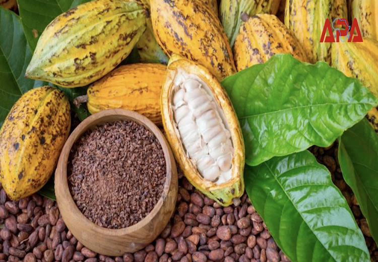 La Côte d’Ivoire se voit infliger une interdiction temporaire d’exporter son cacao vers le Brésil, l’un de ses marchés hors des pays européens