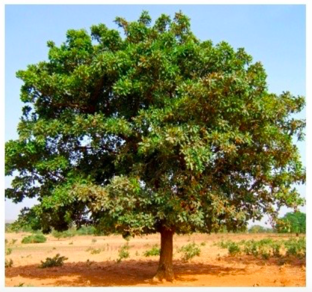 Au Bénin, la gestion des parcs à karité entre dans une nouvelle ère grâce à la cartographie numérique des arbres à karité.