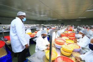 En 2025, le Ghana enregistre une hausse modérée de la transformation de l’anacarde, mais reste freiné par l’accès à la matière première et une régulation peu favorable aux transformateurs locaux.