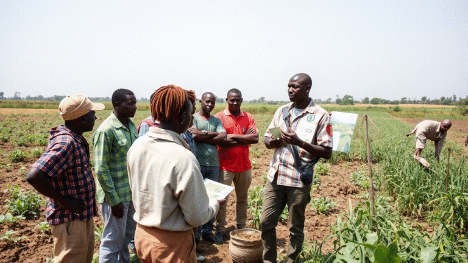 ACCOMPAGNEMENT DES PRODUCTEURS AU BÉNIN