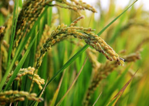 Le gouvernement camerounais et la société israélienne Ekobell ont conclu un accord pour développer 10 000 hectares de riziculture pluviale dans le nord du pays. Le projet vise à accroître la production nationale de riz, mobiliser des milliers de producteurs et contribuer à la structuration de la filière.