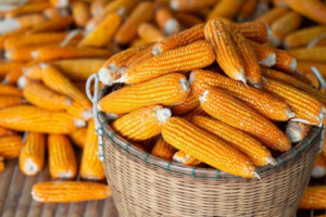 Au Bénin, le marché du maïs a enregistré un recul important en janvier 2026, confirmant une tendance baissière observée depuis plusieurs mois. Selon le Bulletin du système d’information des marchés agricoles appuyé par la FAO, « le prix du kilogramme de maïs s’est établi en moyenne à 153 FCFA en janvier 2026 ». Ce niveau représente « une baisse de 2 % par rapport au mois précédent », traduisant un relâchement progressif des tensions sur les marchés nationaux.