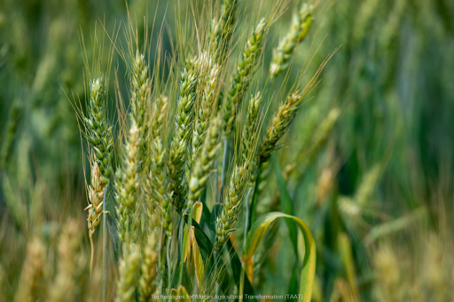 Dans le cadre de la promotion des technologies et innovations éprouvées dans les pays d’intervention du programme TAAT (Technologies for African Agricultural Transformation), des essais sur le blé ont été conduits au Bénin, en partenariat avec le MAEP, l’INRAB et l’Université de Parakou. Et quel résultat après les essais ?