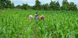 Pour la réussite des campagnes agricoles, les communes jouent un rôle bien plus stratégique que celui de simples gestionnaires administratifs. Entre appuis techniques, organisation des espaces ruraux et soutien aux producteurs, elles constituent de véritables moteurs du développement local, malgré des défis persistants qui freinent parfois leur action.