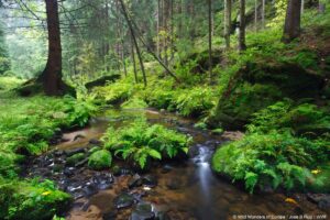 la Convention sur la diversité biologique (CDB) constitue l’un des principaux accords internationaux dédiés à la protection du vivant. Elle reconnaît que la biodiversité représente un patrimoine commun de l’humanité et que sa préservation est indispensable à la survie des sociétés.