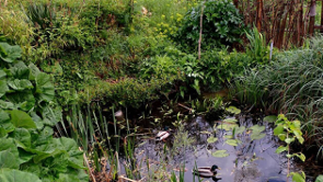 la Convention sur la diversité biologique (CDB) constitue l’un des principaux accords internationaux dédiés à la protection du vivant. Elle reconnaît que la biodiversité représente un patrimoine commun de l’humanité et que sa préservation est indispensable à la survie des sociétés.