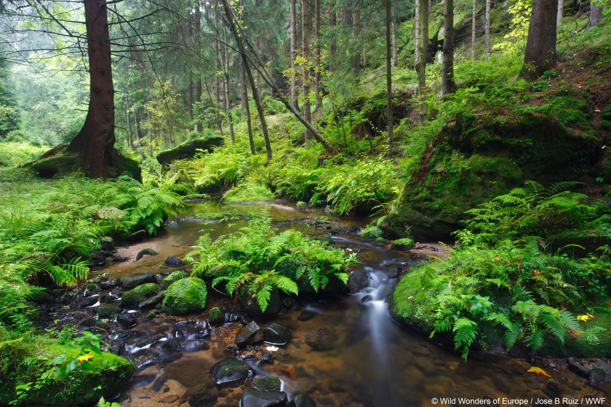la Convention sur la diversité biologique (CDB) constitue l’un des principaux accords internationaux dédiés à la protection du vivant. Elle reconnaît que la biodiversité représente un patrimoine commun de l’humanité et que sa préservation est indispensable à la survie des sociétés.