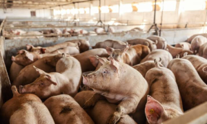 Bonne nouvelle pour les acteurs de la filière porcine de Réo, au Burkina Faso. La commune verra bientôt sortir de terre un marché moderne de porcs destiné à mieux organiser les échanges et à offrir un cadre adapté aux professionnels du secteur. Soutenu par la Coopération suisse à travers le Programme d’Appui à la Promotion de l’Entrepreneuriat Agricole (PAPEA), le projet devrait renforcer durablement la dynamique économique locale.