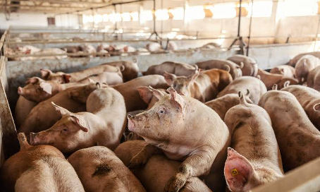 Bonne nouvelle pour les acteurs de la filière porcine de Réo, au Burkina Faso. La commune verra bientôt sortir de terre un marché moderne de porcs destiné à mieux organiser les échanges et à offrir un cadre adapté aux professionnels du secteur. Soutenu par la Coopération suisse à travers le Programme d’Appui à la Promotion de l’Entrepreneuriat Agricole (PAPEA), le projet devrait renforcer durablement la dynamique économique locale.