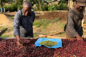 Le cacao recule, le café robusta s’impose. Pour la première fois, le kilogramme de robusta dépasse celui du cacao au Cameroun, bouleversant un ordre établi depuis des décennies et offrant un avantage notable aux producteurs.
