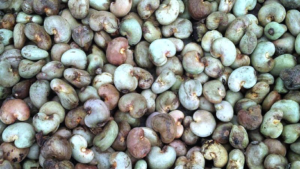 Le gouvernement ivoirien fixe des prix planchers pour la campagne 2026 de commercialisation des noix de cajou. Il insiste sur la qualité et le respect des normes pour protéger les producteurs et organiser le marché.