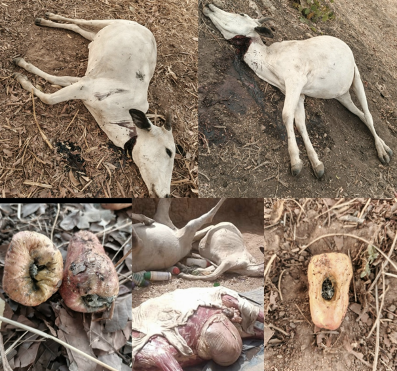 Dans le nord du Bénin, notamment dans les communes de Nikki, Kalalé et Pèrèrè, les relations entre agriculteurs et éleveurs se tendent de plus en plus. Sur fond de concurrence pour l’accès aux ressources naturelles (pâturages, résidus de récolte et points d’eau), les accusations se multiplient et la méfiance s’installe durablement entre les deux communautés. Ces derniers jours, plusieurs cas d’empoisonnement d’animaux et d’intoxication de pommes d’acajou ont été signalés, faisant craindre une accentuation des conflits agro-pastoraux.