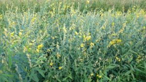 La majorité des sols de nos jours s’appauvrit et les rendements agricoles finissent par diminuer. Face à cette réalité, des alternatives naturelles émergent, dont l’utilisation du crotalaire ou Crotalariajuncea.