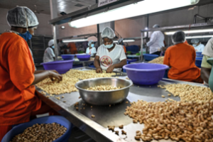 Dans la chaîne de valeur de la noix de cajou au Bénin, les gains restent inégalement répartis. La production augmente, les réformes avancent, mais la transformation locale capte encore une part limitée de la richesse. Derrière des chiffres encourageants, producteurs, transformateurs, commerçants et industriels ne profitent pas au même niveau.