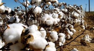 Les acteurs majeurs de la filière cotonnière africaine se réuniront du 14 au 17 avril 2026 à Lomé dans le cadre de la 18ᵉ réunion-bilan du Programme régional de production intégrée du coton en Afrique. Elle va permettre d’évaluer la campagne 2025-2026 et d'explorer des solutions durables pour relancer la production, notamment au Togo.