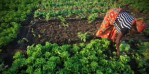 Au Bénin, la campagne agricole dépend largement du comportement de la pluie. Chaque année, les producteurs, les éleveurs et les décideurs scrutent avec attention les prévisions saisonnières afin d’anticiper les opportunités et les risques.
