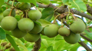 La 18ᵉ édition de la Conférence mondiale du karité à Accra met l’Afrique au centre d’une industrie en pleine expansion. Entre partenariats stratégiques, valorisation du savoir-faire local et opportunités commerciales, Karité 2026 s’annonce comme le rendez-vous incontournable pour transformer le potentiel du continent en richesse tangible.