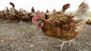 À l’aube de la fin des importations de poulets de chair, le Gabon renforce sa vigilance face aux risques sanitaires dans un secteur avicole en pleine mutation. Entre exigences de biosécurité et recours aux outils numériques, les acteurs sont appelés à se mobiliser pour garantir une production locale sûre et durable.