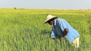 Madagascar mise sur le PIR 3M pour booster la production de riz, réduire les importations et stimuler l’économie rurale. L’objectif est d’augmenter la production de riz afin d’assurer la souveraineté alimentaire et de dynamiser l’économie rurale.