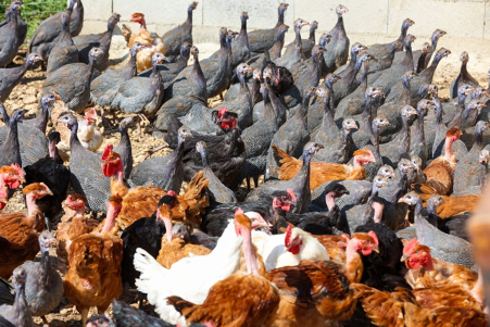 À Niamey, pendant l’Aïd el-Fitr qui marque la fin du Ramadan, la communauté musulmane du Niger a pour tradition de préparer des mets à base de volaille. Cette pratique a fait constater, ce 17 mars 2026 par l’ANP, une forte demande de cette viande sur les marchés.