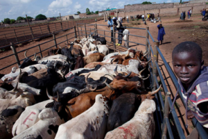 D’après le Bulletin mensuel du Système d’Information sur les Marchés à Bétail (SIM-Bétail), le marché des bovins au Bénin a connu une nette progression de l’offre et de la demande en février 2026.